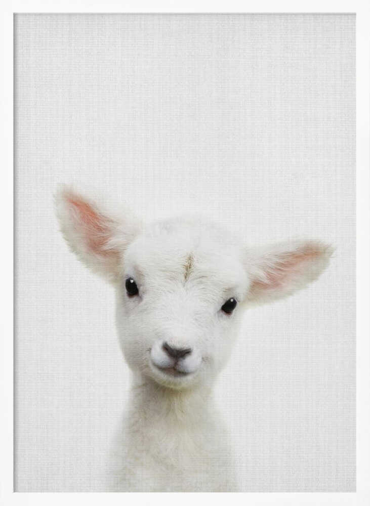 Cute Baby Lamb
