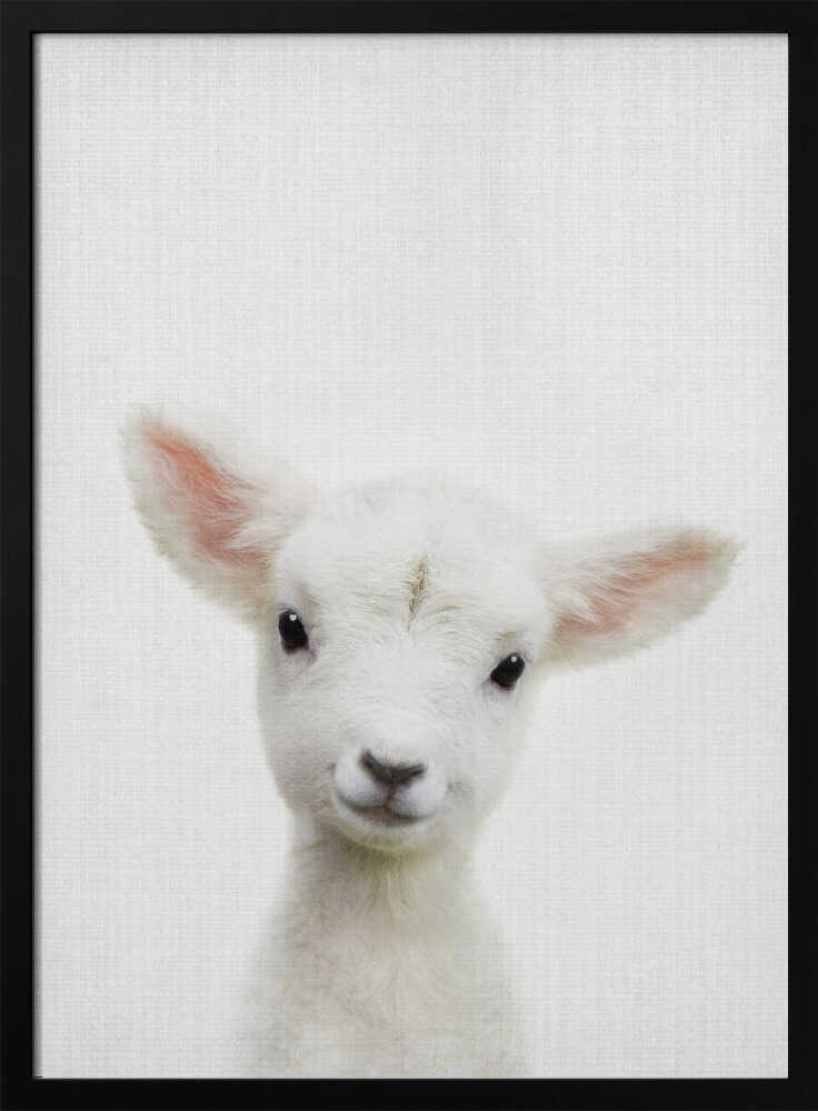 Cute Baby Lamb