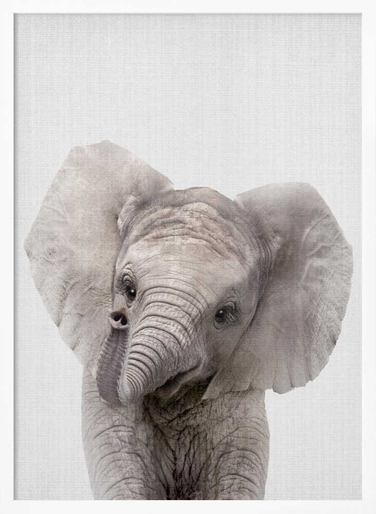 Curious Baby Elephant