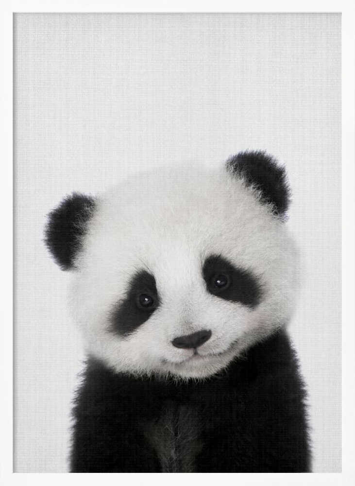 Cute Baby Panda