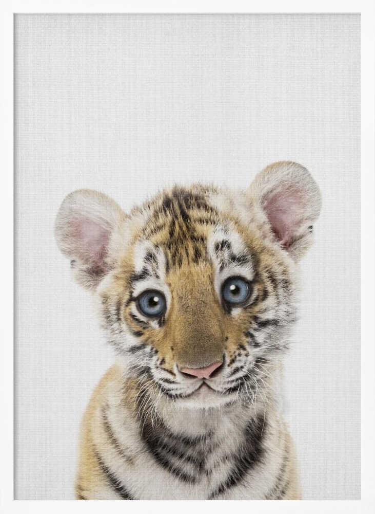 Innocent Tiger Cub