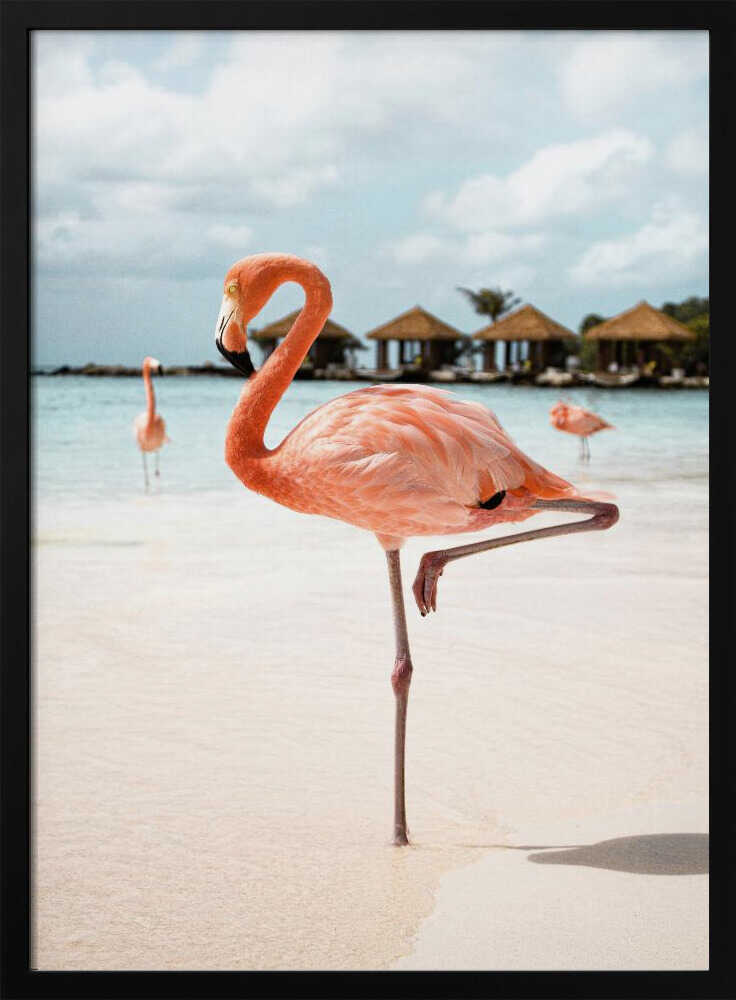 Pink Flamingo Beach