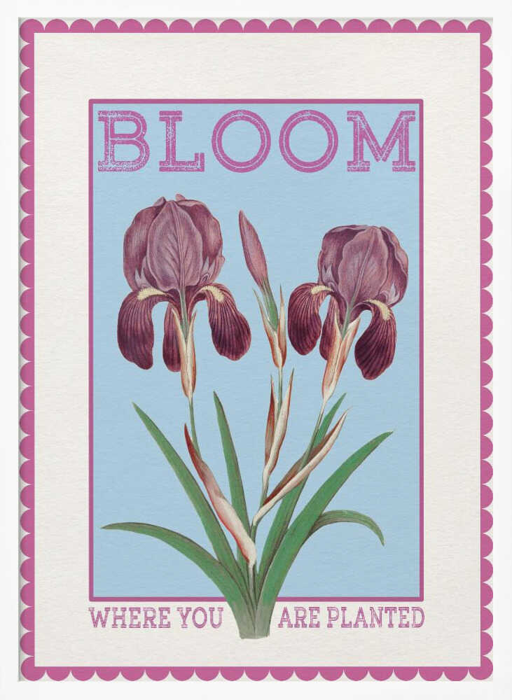 Purple Irises Bloom Quote