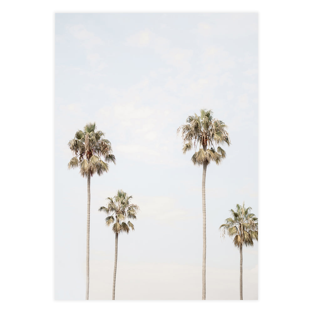 Four Palm Photographic Print
