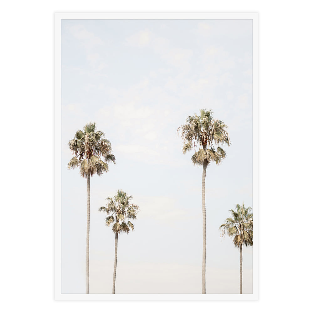 Four Palm Photographic Print