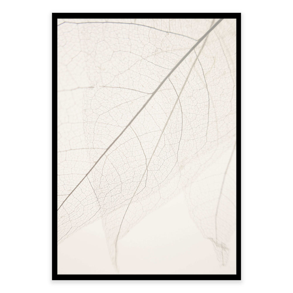 Calm Close Up Leaf Photographic Print 01