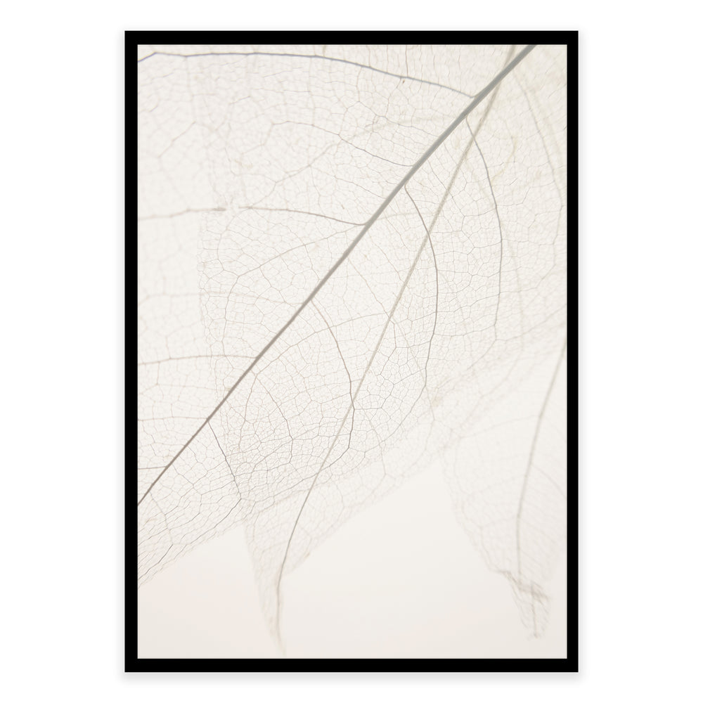 Calm Close Up Leaf Photographic Print 01