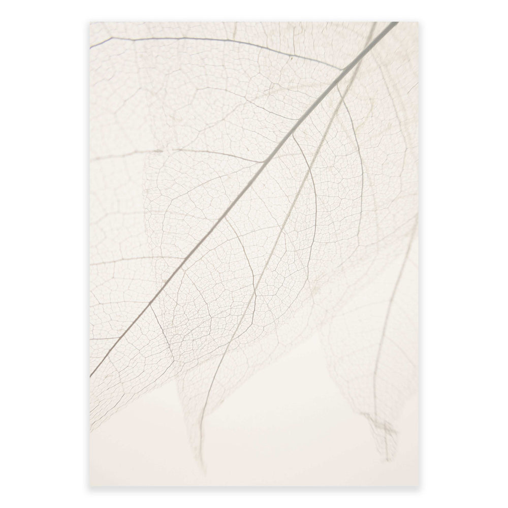 Calm Close Up Leaf Photographic Print 01