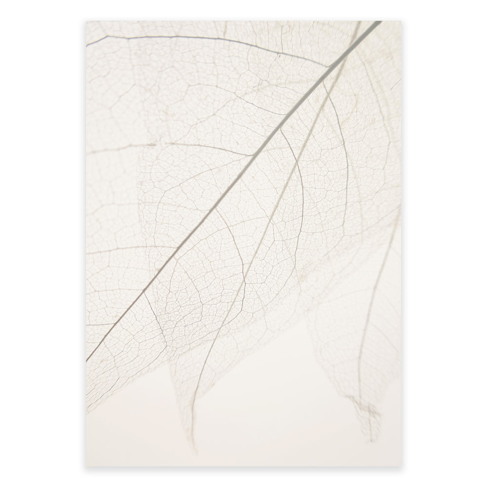 Calm Close Up Leaf Photographic Print 01