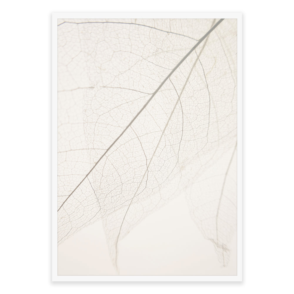 Calm Close Up Leaf Photographic Print 01