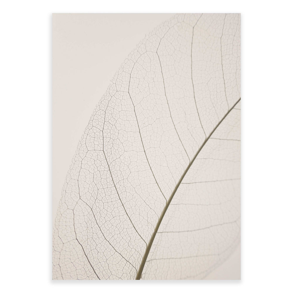 Calm Close Up Leaf Photographic Print 02