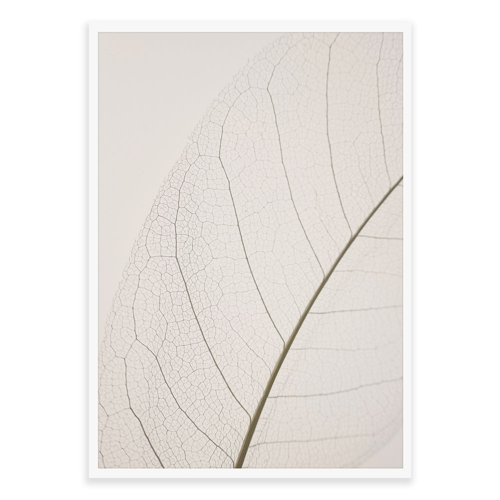 Calm Close Up Leaf Photographic Print 02