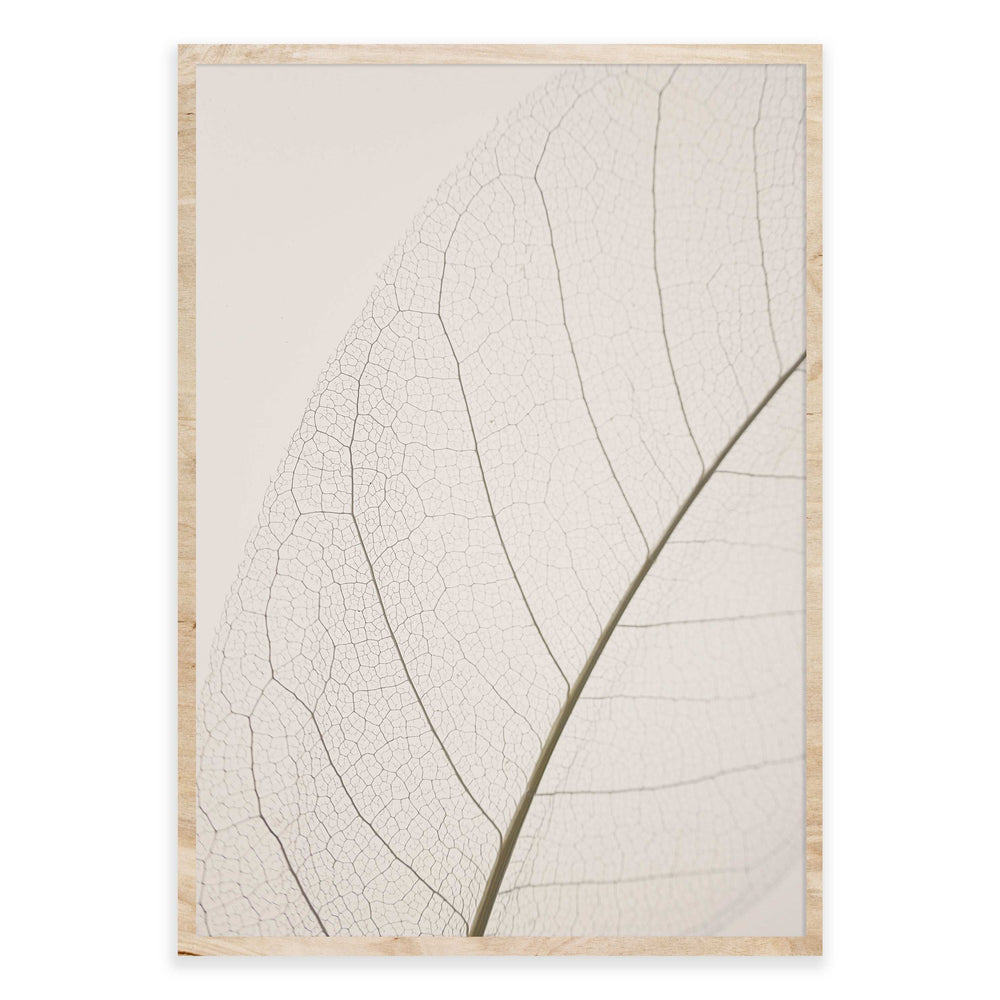 Calm Close Up Leaf Photographic Print 02