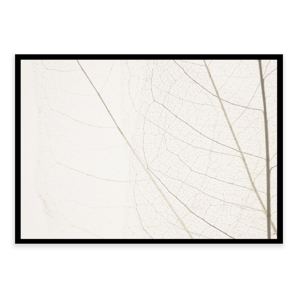 Calm Close Up Leaf Photographic Print 03