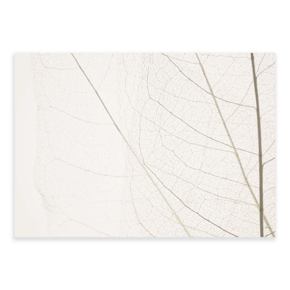 Calm Close Up Leaf Photographic Print 03