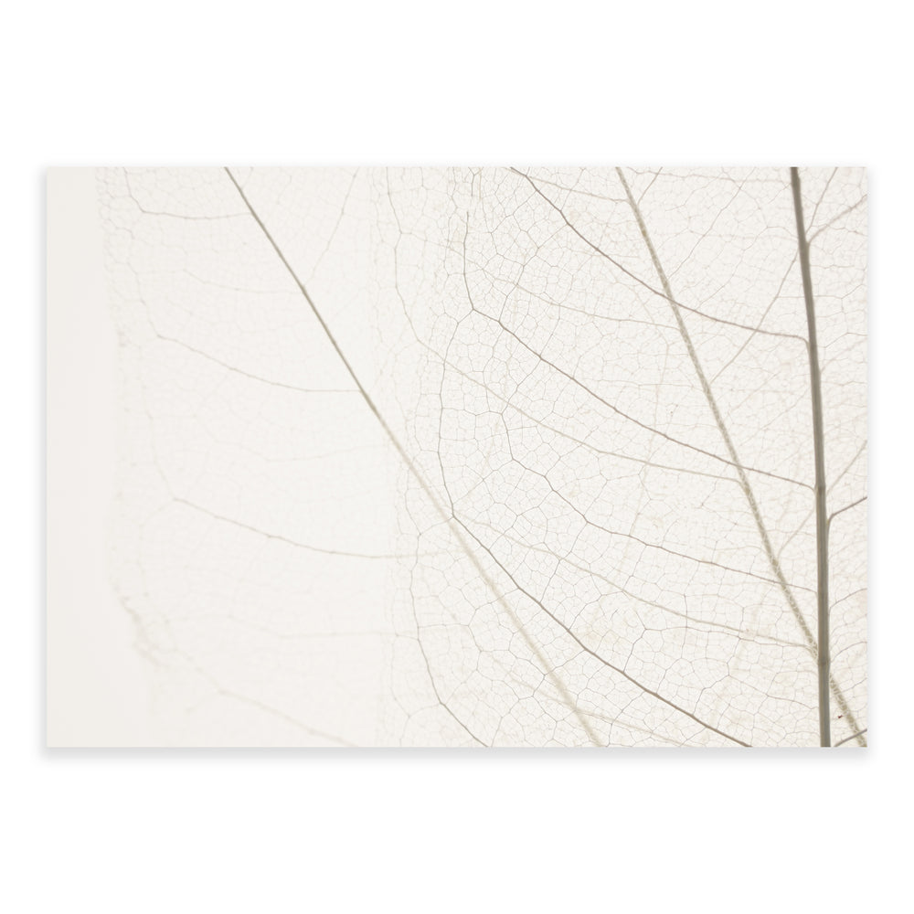 Calm Close Up Leaf Photographic Print 03