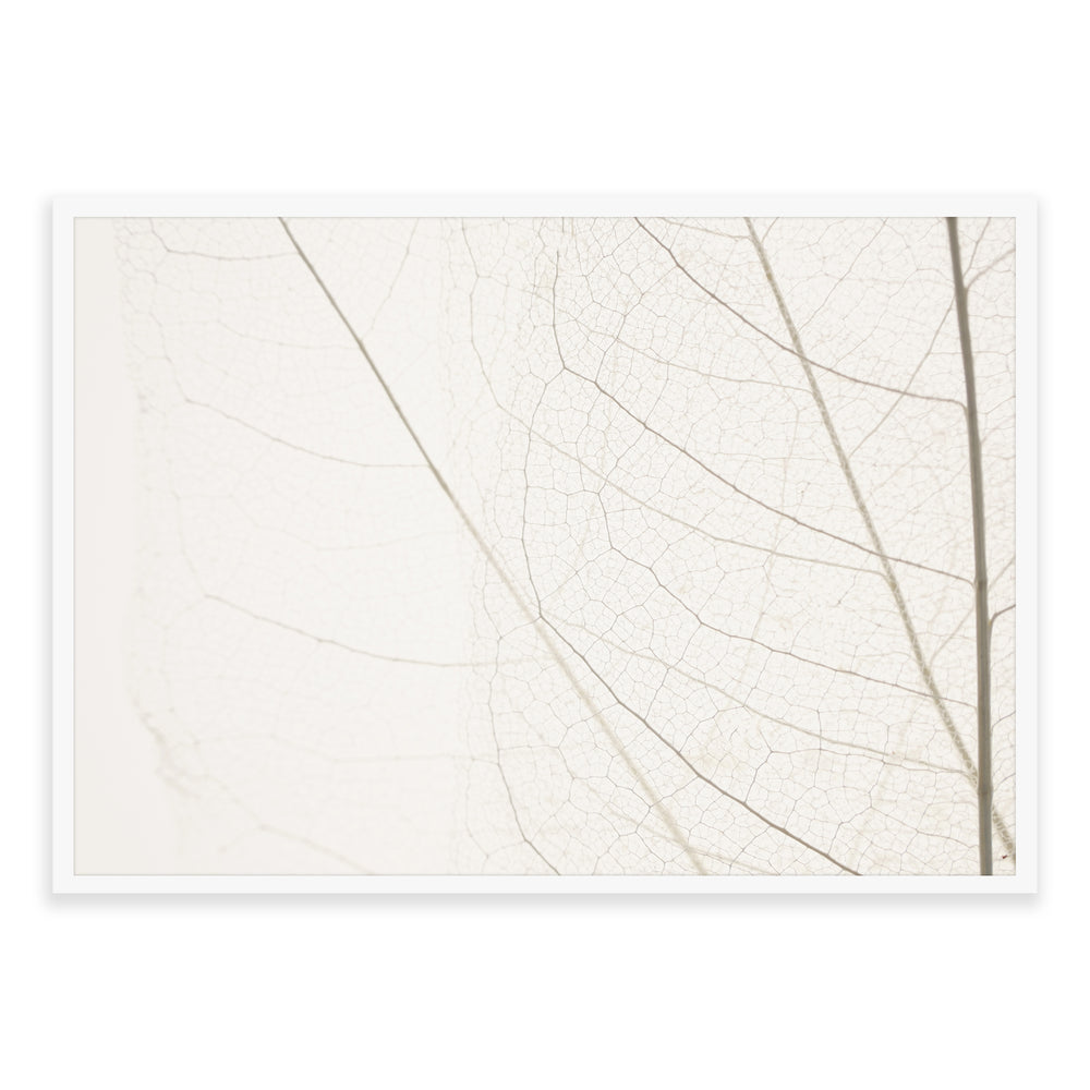Calm Close Up Leaf Photographic Print 03