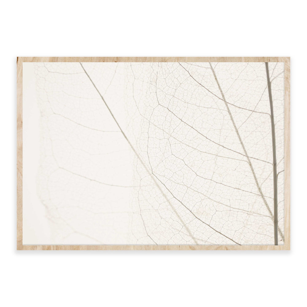 Calm Close Up Leaf Photographic Print 03
