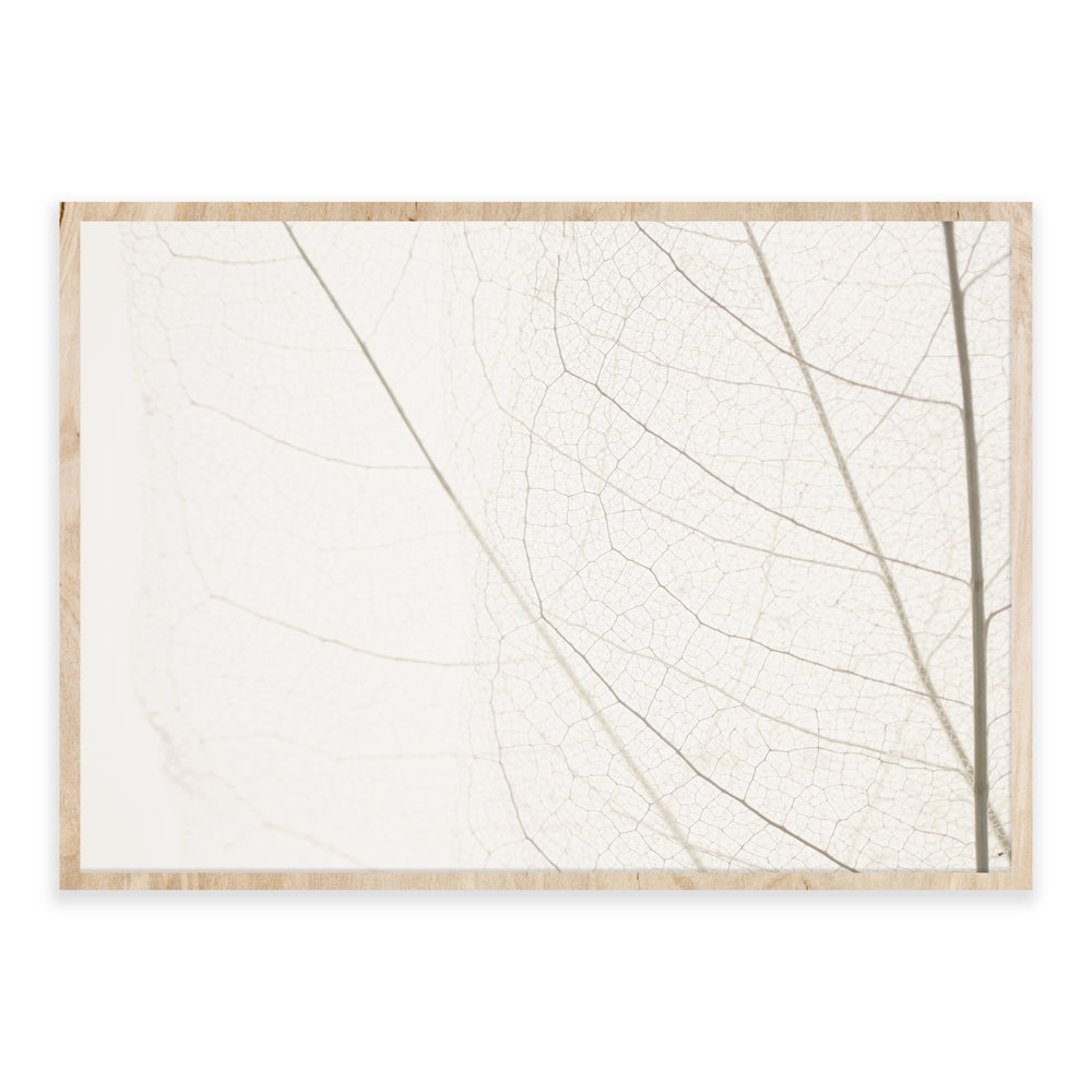 Calm Close Up Leaf Photographic Print 03