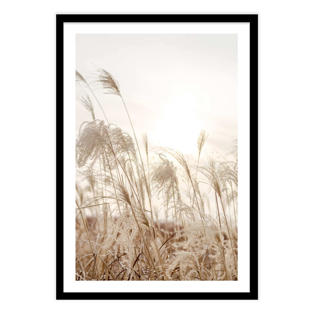 Field Of Grasses Photography