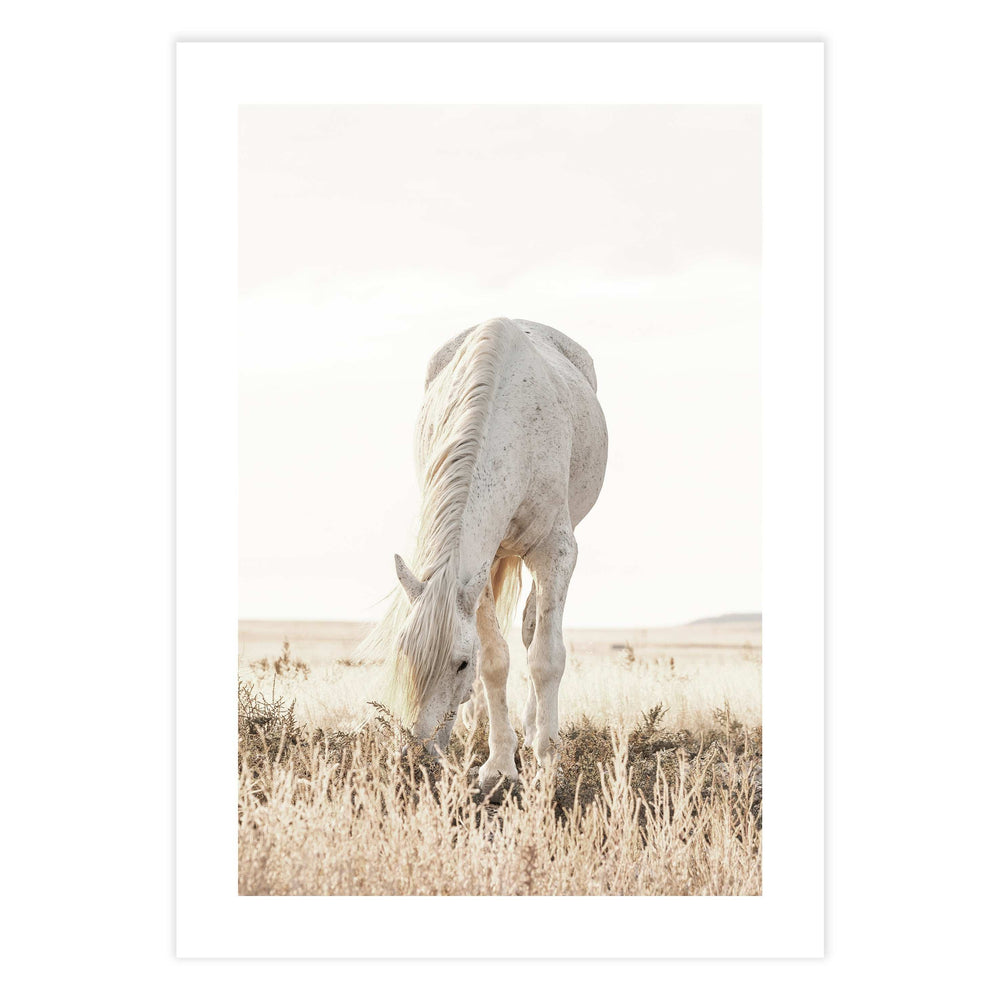 Grazing Horse Photographic Print