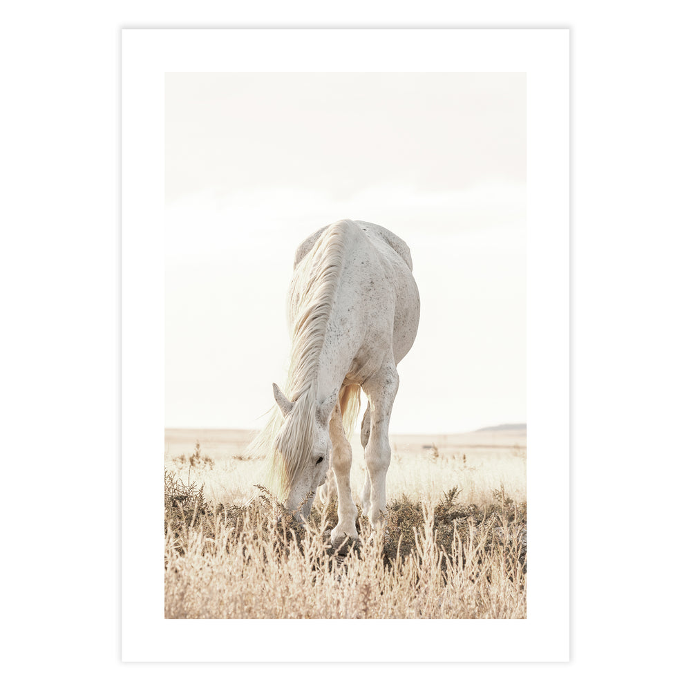 Grazing Horse Photographic Print