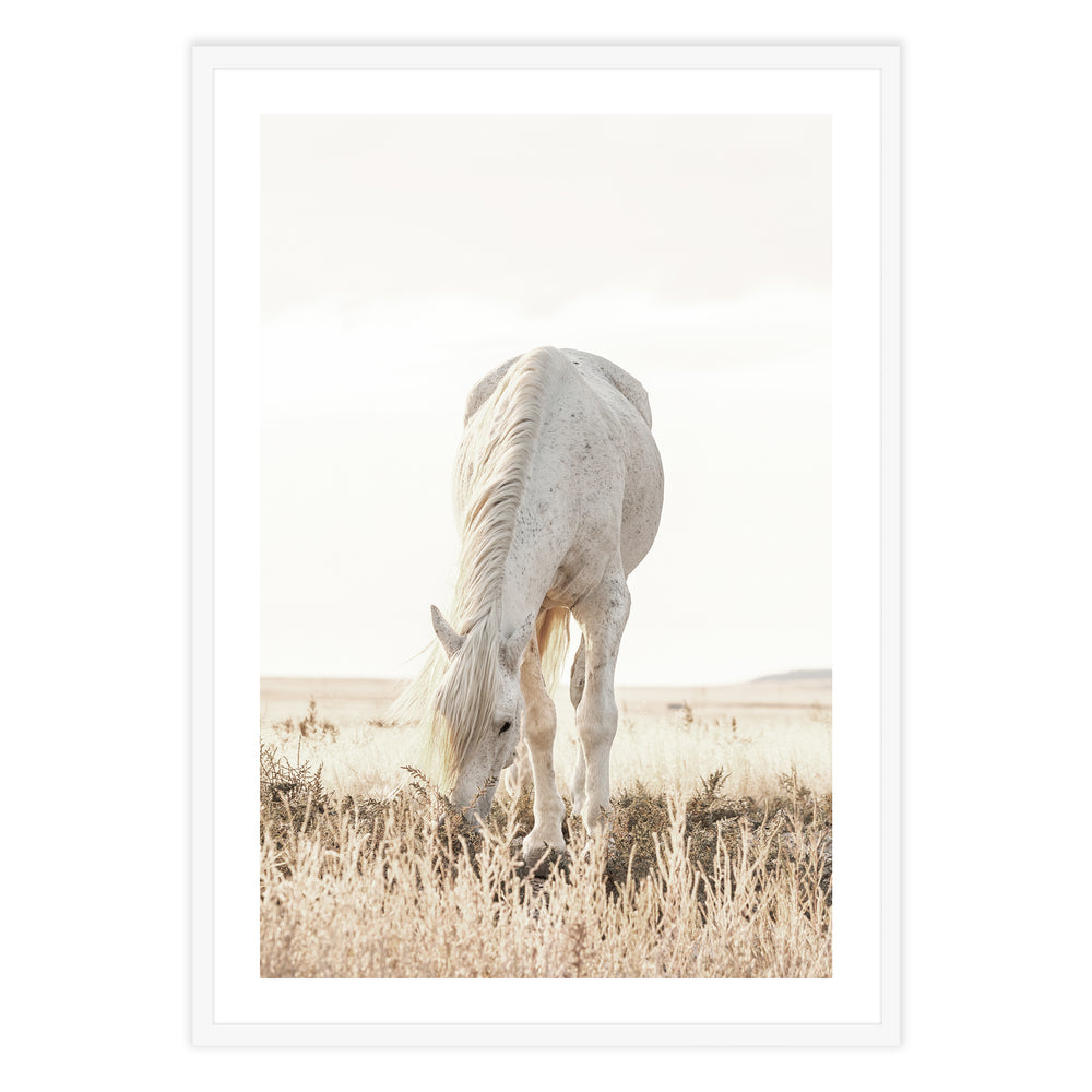 Grazing Horse Photographic Print