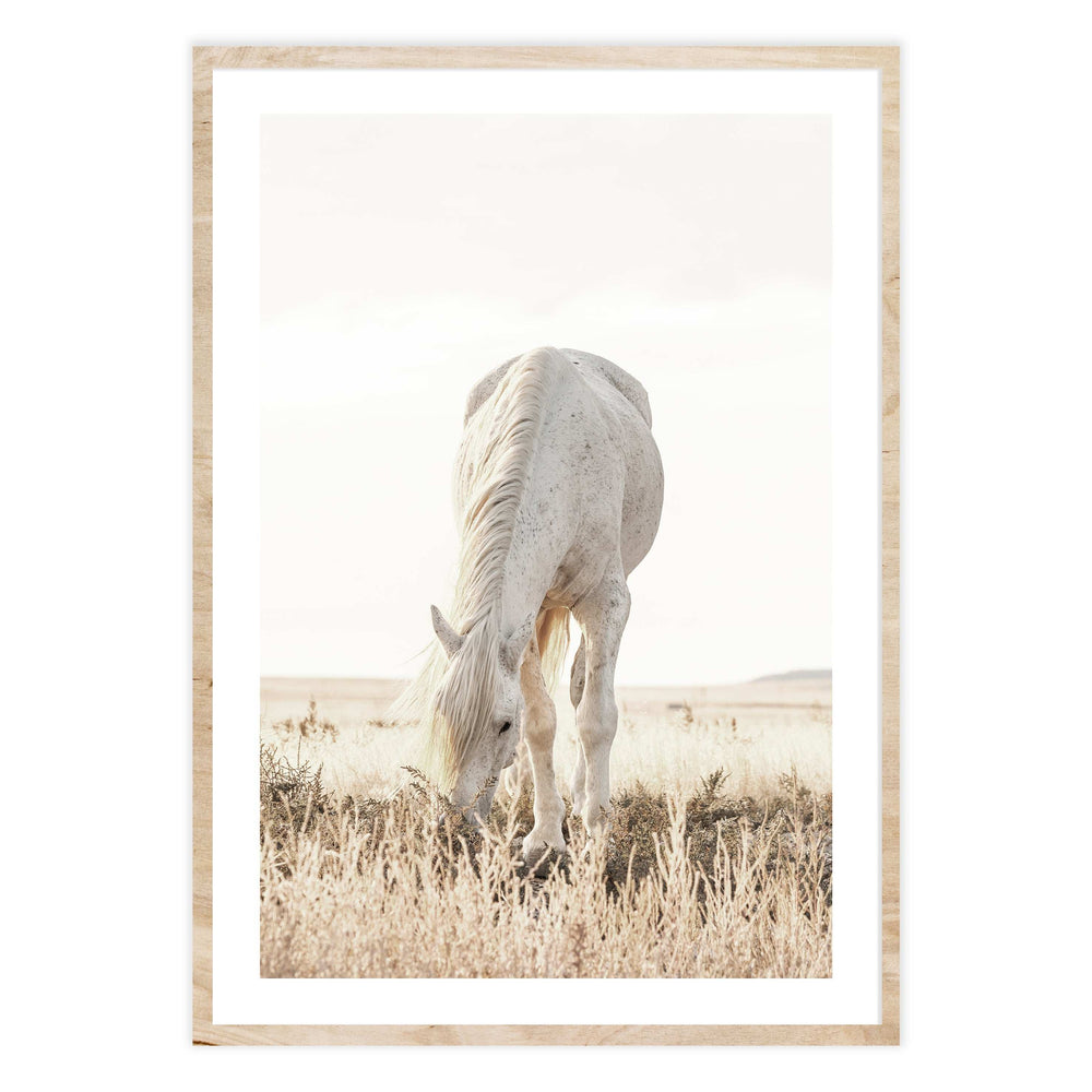 Grazing Horse Photographic Print