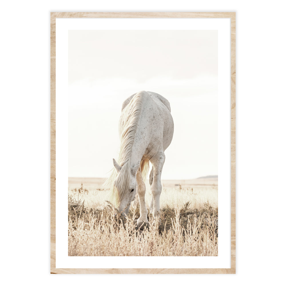 Grazing Horse Photographic Print