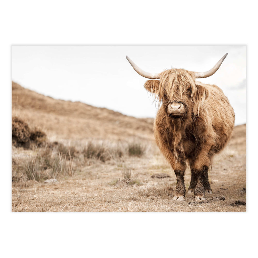 Highland Cow Photography