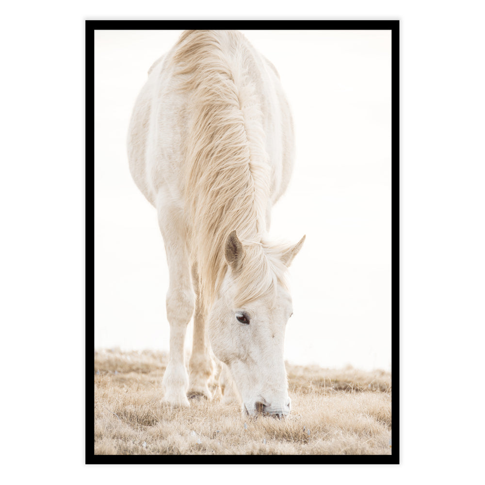 Misty Horse Photography