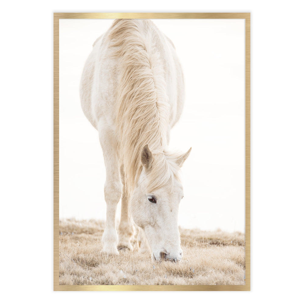 Misty Horse Photography