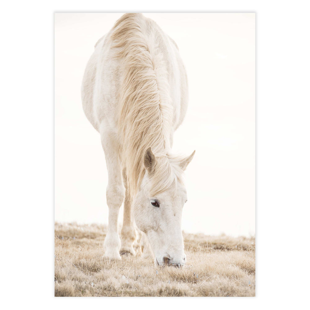 Misty Horse Photography
