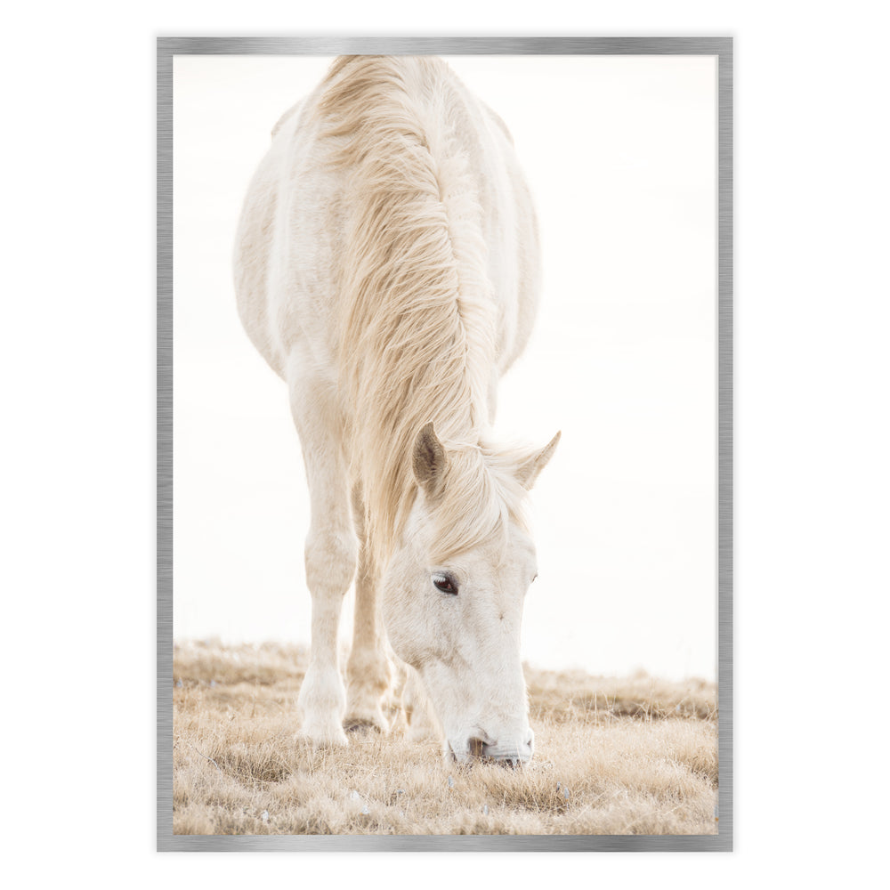 Misty Horse Photography