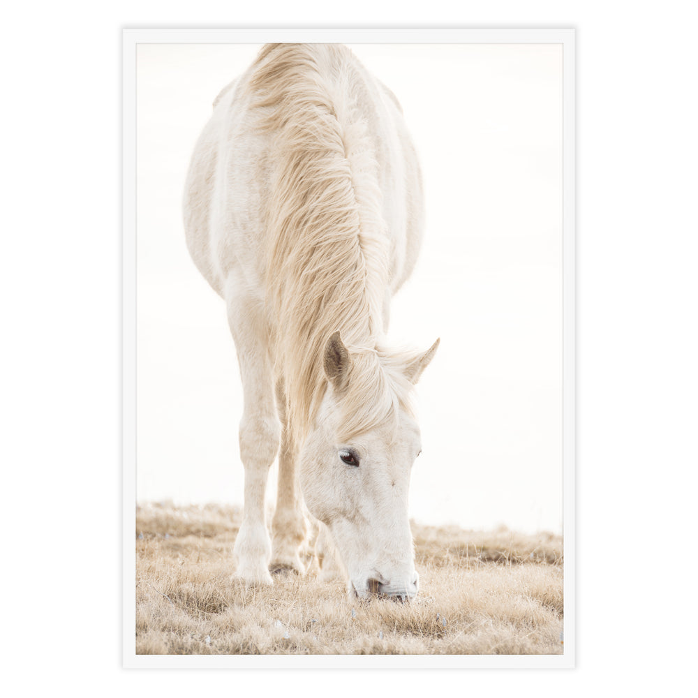 Misty Horse Photography
