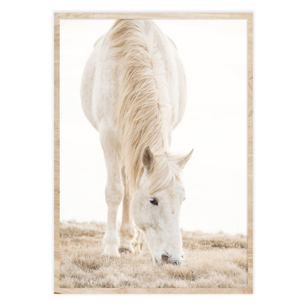 Misty Horse Photography