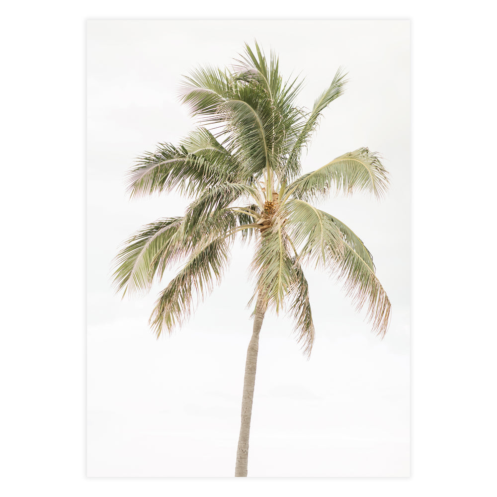 Palm Tree Photography Wall Art