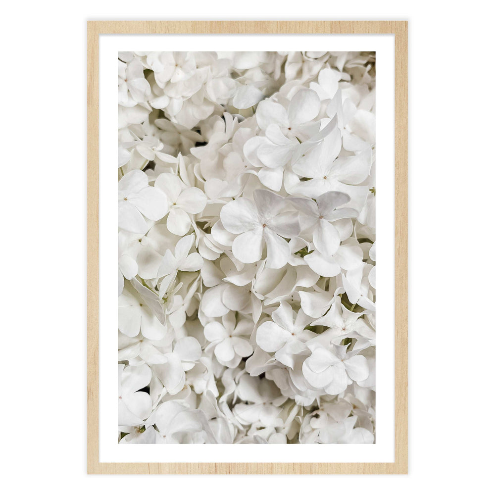 White Hydrangea Botanical Print