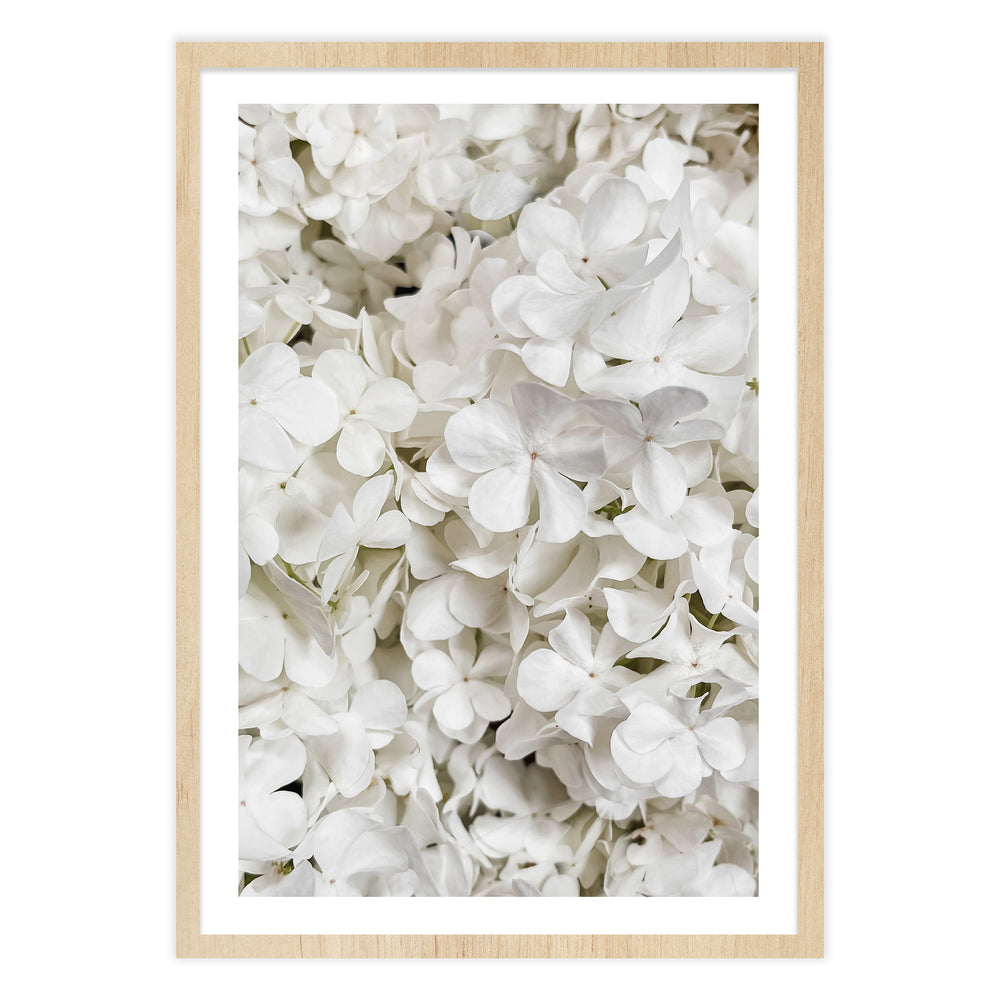 White Hydrangea Botanical Print