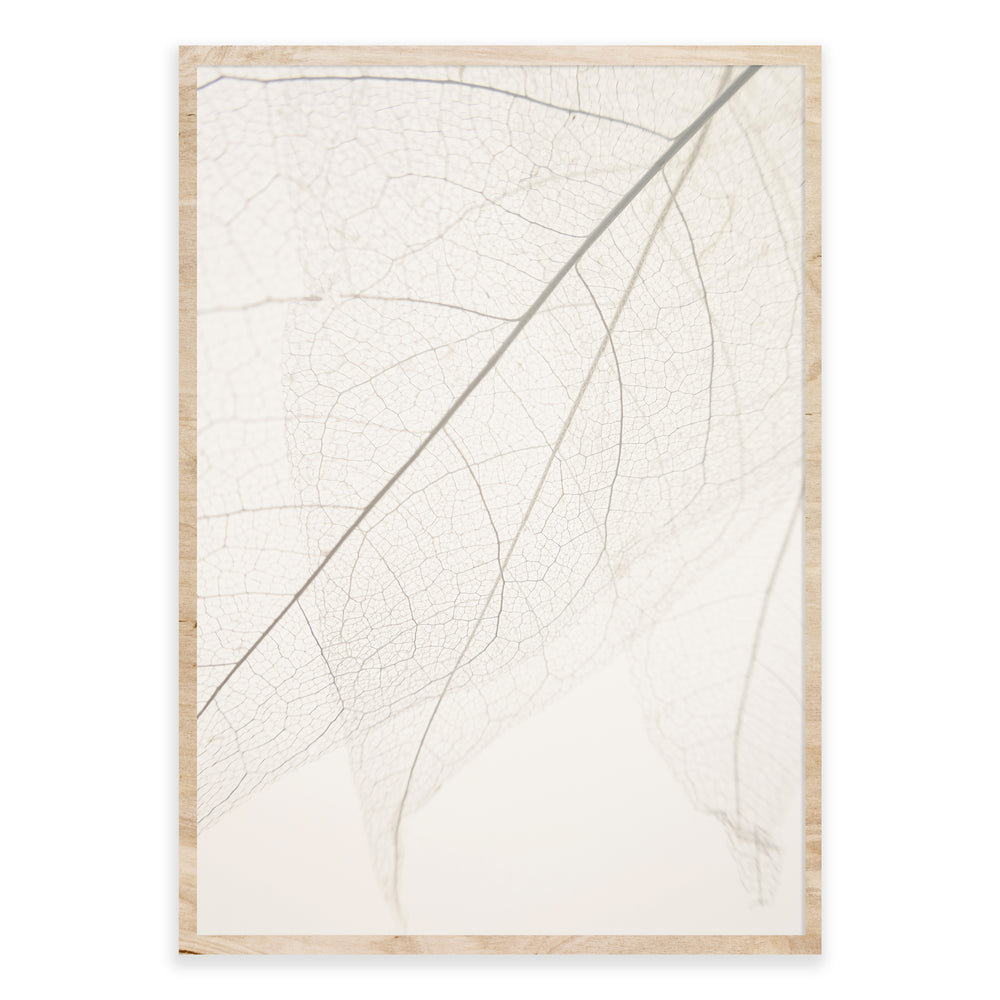 Calm Close Up Leaf Photographic Print 01