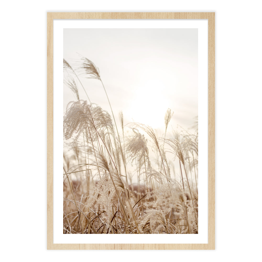 Field Of Grasses Photography