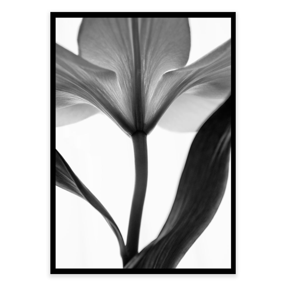 Black And White Lilly Flower Print