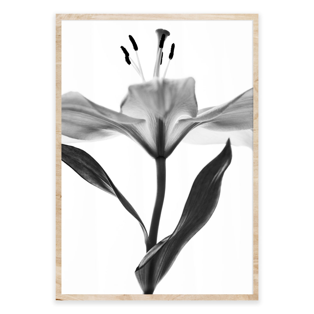 Monochrome Open Lilly Botanical Print