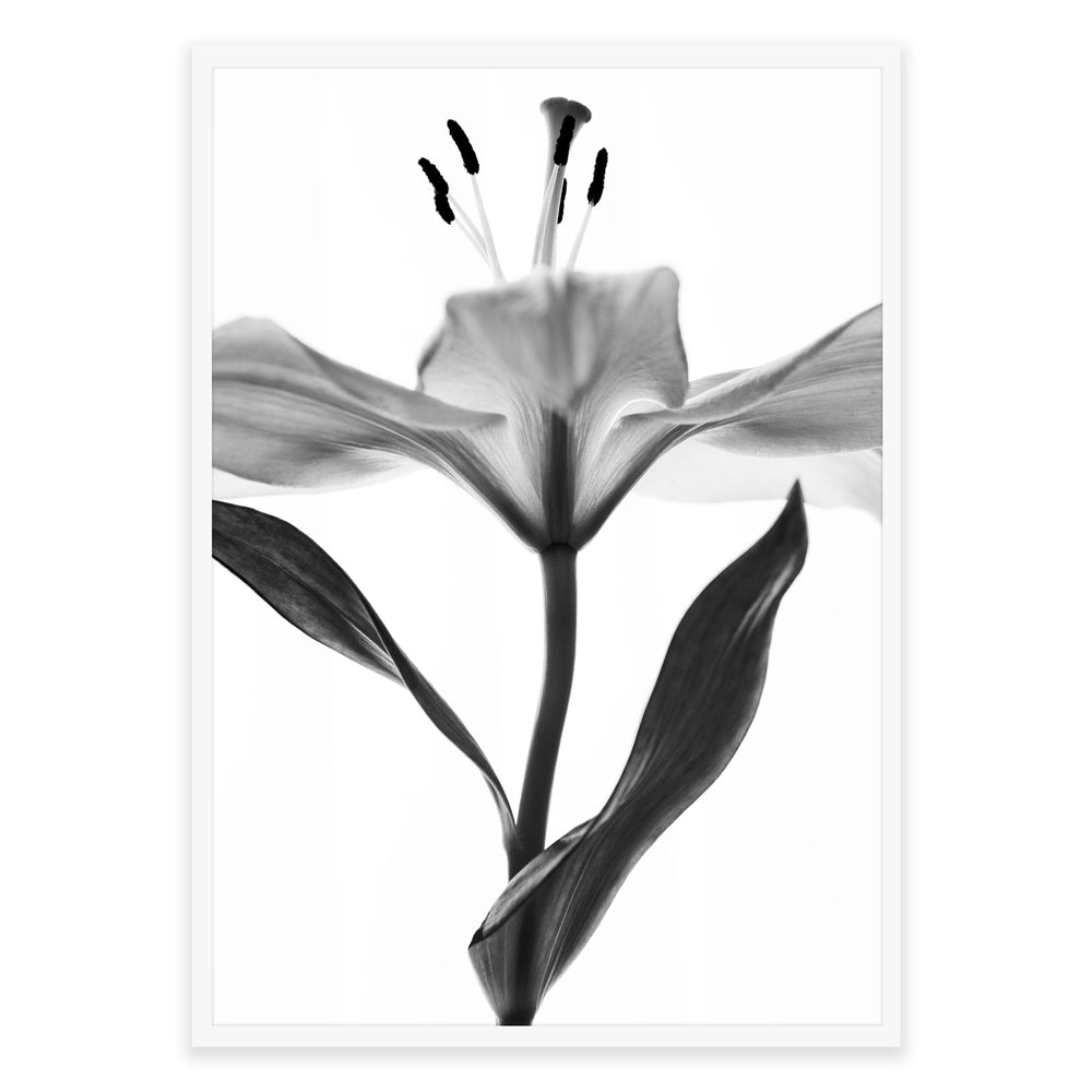 Monochrome Open Lilly Botanical Print