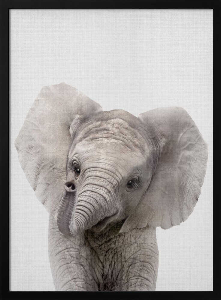 Curious Baby Elephant