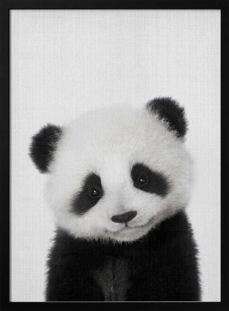Cute Baby Panda