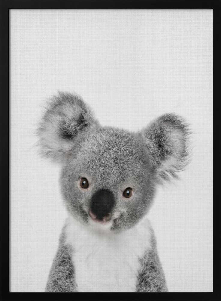 Cute Baby Koala