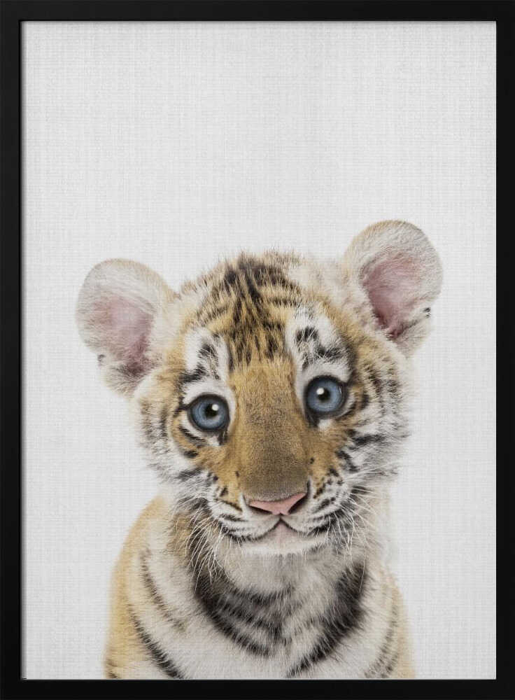 Innocent Tiger Cub