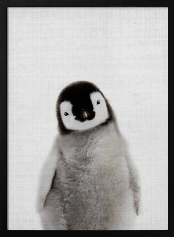 Curious Baby Penguin