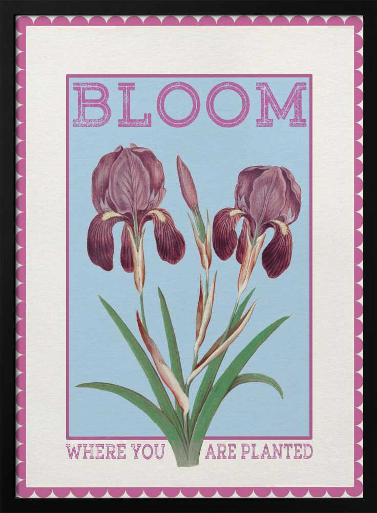 Purple Irises Bloom Quote